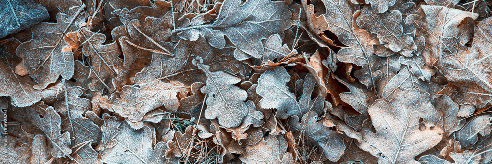Fallen oak leaves covered with hoarfrost during frosts. Beautiful natural background with hoar frost on foliage. Ground texture with frozen plants. Rime ice. Cold winter weather in the oak forest park Fallen oak leaves covered with hoarfrost during frosts. Beautiful natural background with hoar frost on foliage. Ground texture with frozen plants. Rime ice. Cold winter weather in the oak forest park