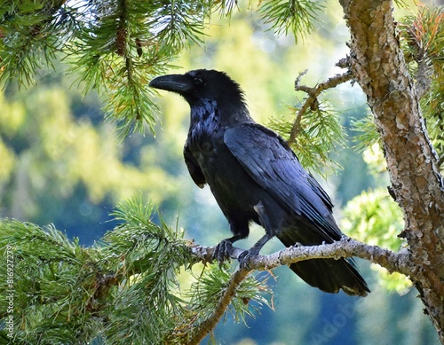 Kolkrabe im Baum photo