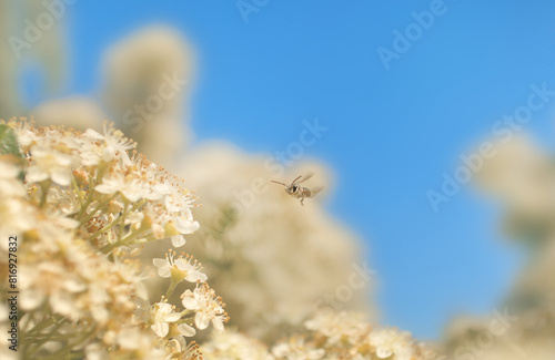 Bee collecting nectar from flower close up look in sun light during spring sunny warm day, blooming flowers, flying in the air photo