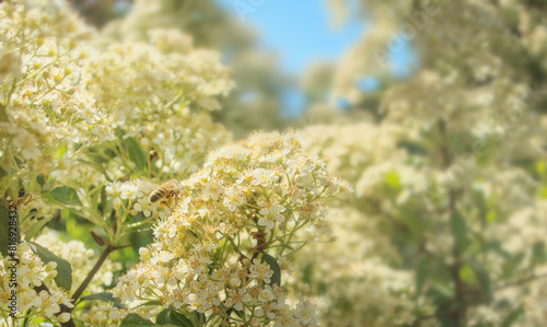 Bee collecting nectar from flower close up look in sun light during spring sunny warm day, blooming flowers photo