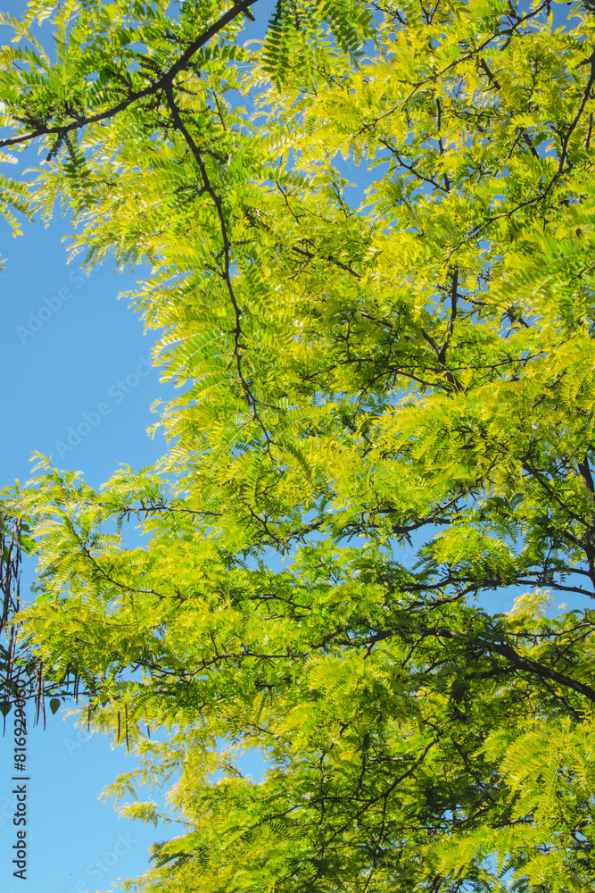 Tree with green leaves and blue sky as summer backdrop background wallpaper, sunny weather, Gleditsia triacanthos (Honey Locust), the thorny locust or thorny honeylocust Tree with green leaves and blue sky as summer backdrop background wallpaper, sunny weather, Gleditsia triacanthos (Honey Locust), the thorny locust or thorny honeylocust