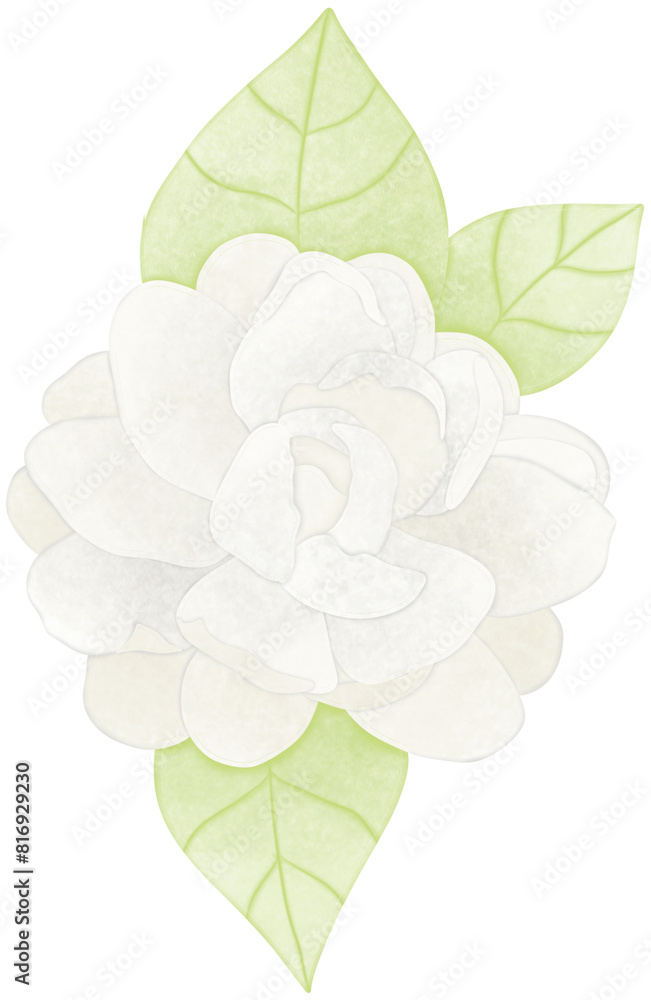 Jasmine Jasmine