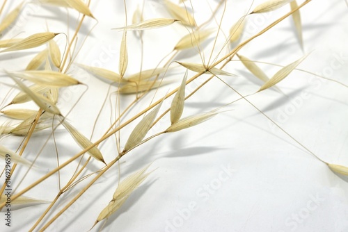 Dry oats wallpaper on white background, isolated photo cutout