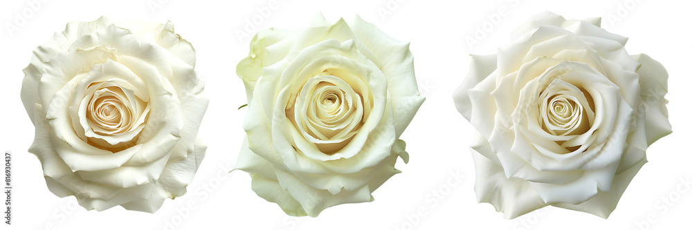 Set of top view of a white rose isolated on a transparent or white background Set of top view of a white rose isolated on a transparent or white background