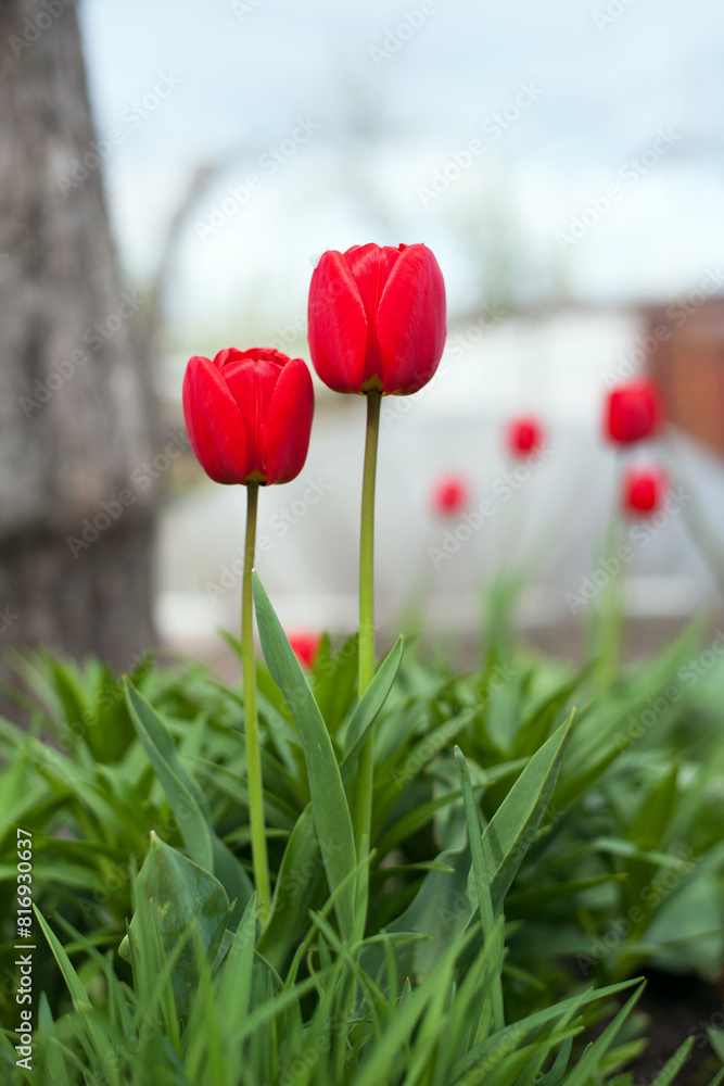 Fototapeta premium Tulipa. Two red tulips. beautiful flowers blooming in spring on a flower bed in the garden. delicate red tulips. floral holiday background, close-up, bokeh