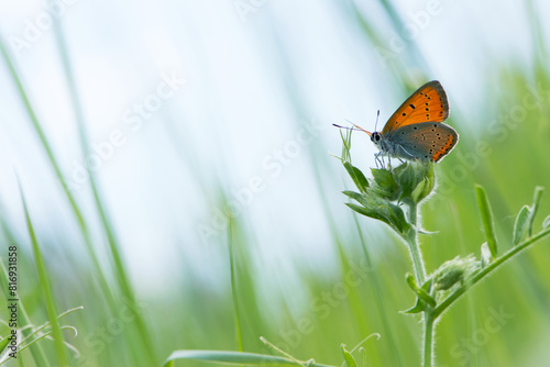 Lycaena phlaeas. A Small Copper Butterfly, Lycaena phlaeas, perched on a blade of field plant. macro nature, insect in the meadow. sitting in the green grass. beautiful delicate butterfly. close-up photo