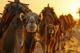 A pack of camelids working as pack animals in desert landscape at sunset