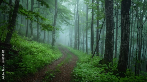 Mysterious path through a misty forest for nature or fantasy themed designs