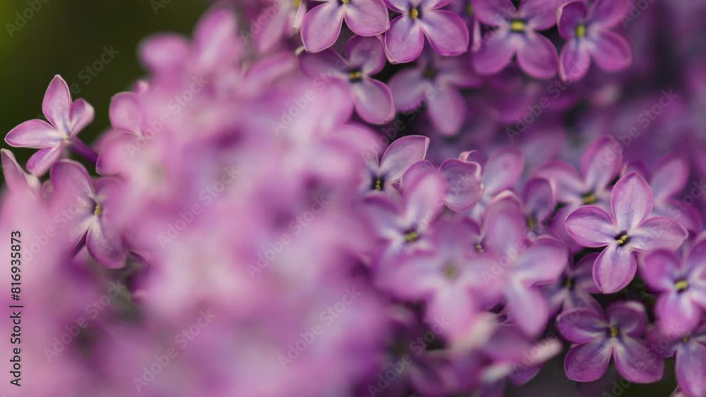 Beautiful Lilac. Blurred floral romantic spring background. Branches of flowering or blossoming lilac. Blooming flowers. Macro, close up, closeup, selective focus. High quality 4k footage Beautiful Lilac. Blurred floral romantic spring background. Branches of flowering or blossoming lilac. Blooming flowers. Macro, close up, closeup, selective focus. High quality 4k footage