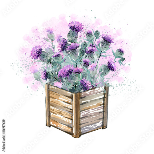 Wooden box with a bouquet of thistle flowers, watercolor drawing. Wooden box on a white background with wild summer thistle flowers