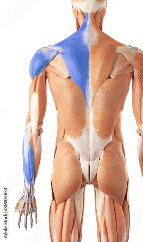 Superficial Back Arm Lines SBAL - trapezius, deltoideus, extenzor groupe