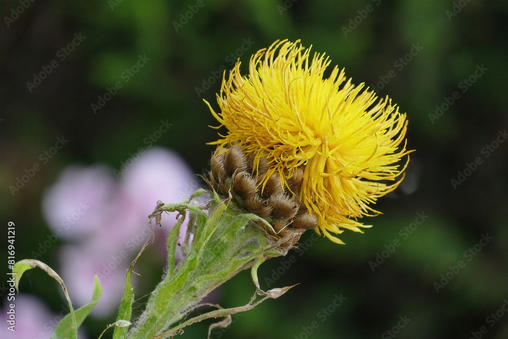 Centaurea macrocephala, blurred soft background Centaurea macrocephala, blurred soft background