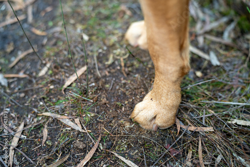 kelpie dog in the australian bush in a park photo