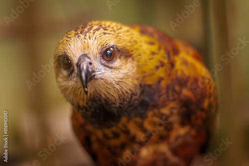 A Yellow Hawk (Busarellus nigricollis), a bird of the Brazilian fauna, in a recovery center for wildlife injured or recovered from wildlife trafficking. Manaus, Brazil photo