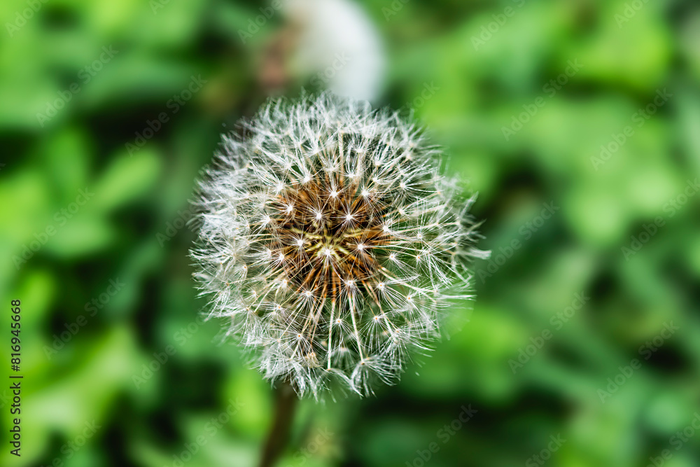 Close up of a dandelion - Taraxacum officinale,plant Close up of a dandelion - Taraxacum officinale,plant