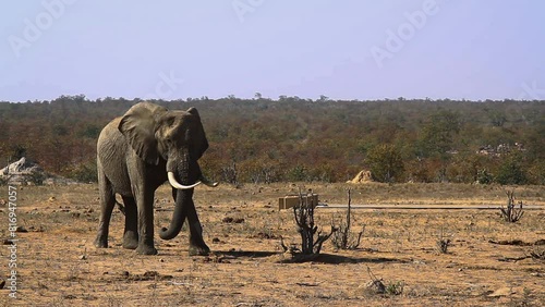 Two African bush elephants meeting at waterhole in Kruger National park, South Africa ; Specie Loxodonta africana family of Elephantidae