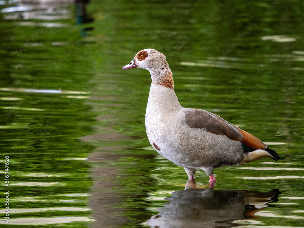 Fototapeta premium Nilgans