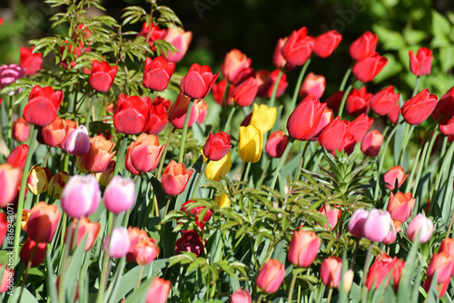 Variety of the ile de france tulip