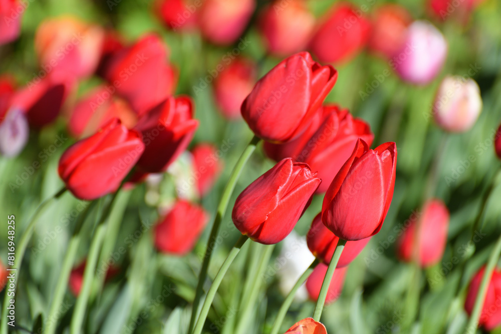 Variety of the ile de france tulip