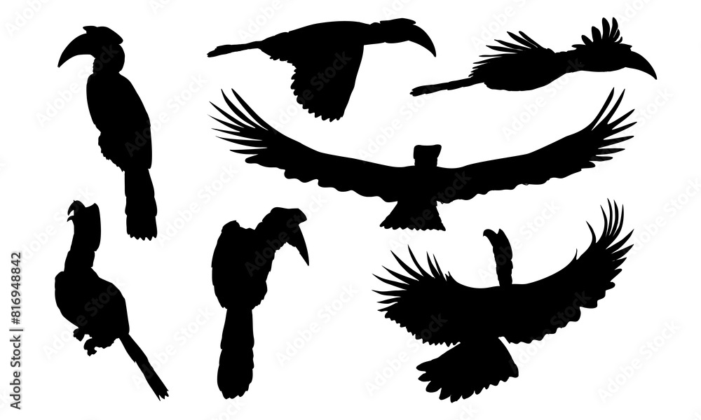 Obraz premium Set of hornbill silhouettes. Tropical bird great Indian hornbill in different positions, in flight and sitting on branches Collection of realistic vector wild birds of India and Southeast Asia