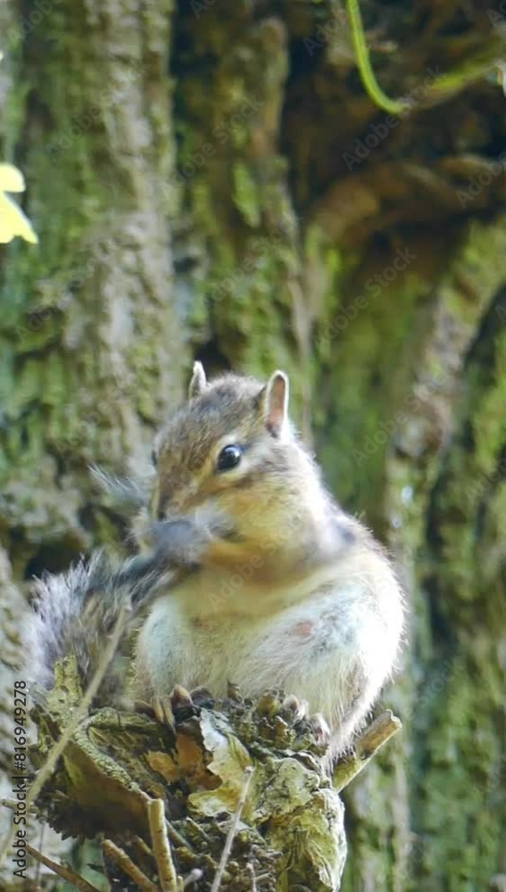 Siberian chipmunk cleaning its fur on a tree stump in the forest against blur background Siberian chipmunk cleaning its fur on a tree stump in the forest against blur background
