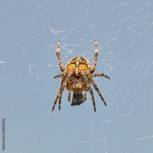 European garden spider in web with prey
