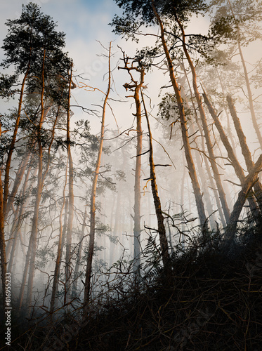 Beautiful forest with fog, 3D illustration