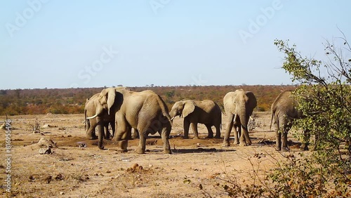 Group of African bush elephants drinking at waterhole in Kruger National park, South Africa ; Specie Loxodonta africana family of Elephantidae