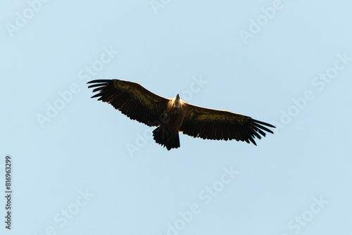 Vautour fauve,.Gyps fulvus, Griffon Vulture, Parc naturel régional des grands causses 48, Lozere, France