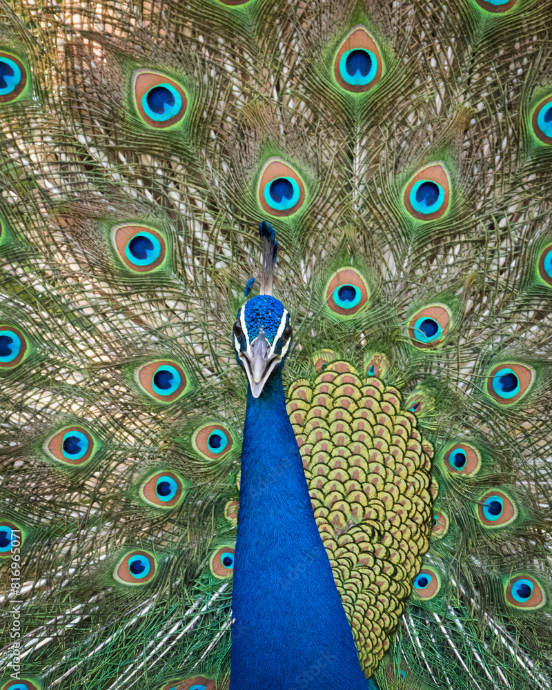 Obraz premium Wildlife Photography Expedition