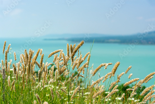 Wild flowers wild wheat field over lake Balaton hungary on the hill