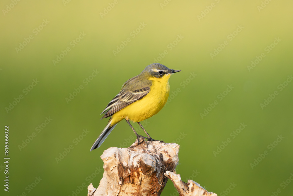Fototapeta premium western yellow wagtail - Motacilla flava perched at green background. Photo from Warta Mouth National Park in Poland. Songbirds.