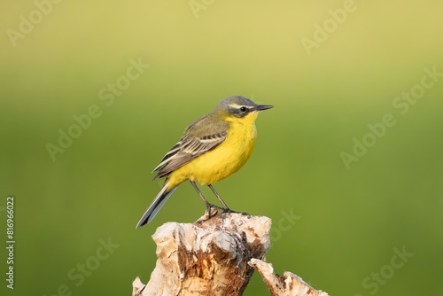 western yellow wagtail - Motacilla flava perched at green background. Photo from Warta Mouth National Park in Poland. Songbirds. photo