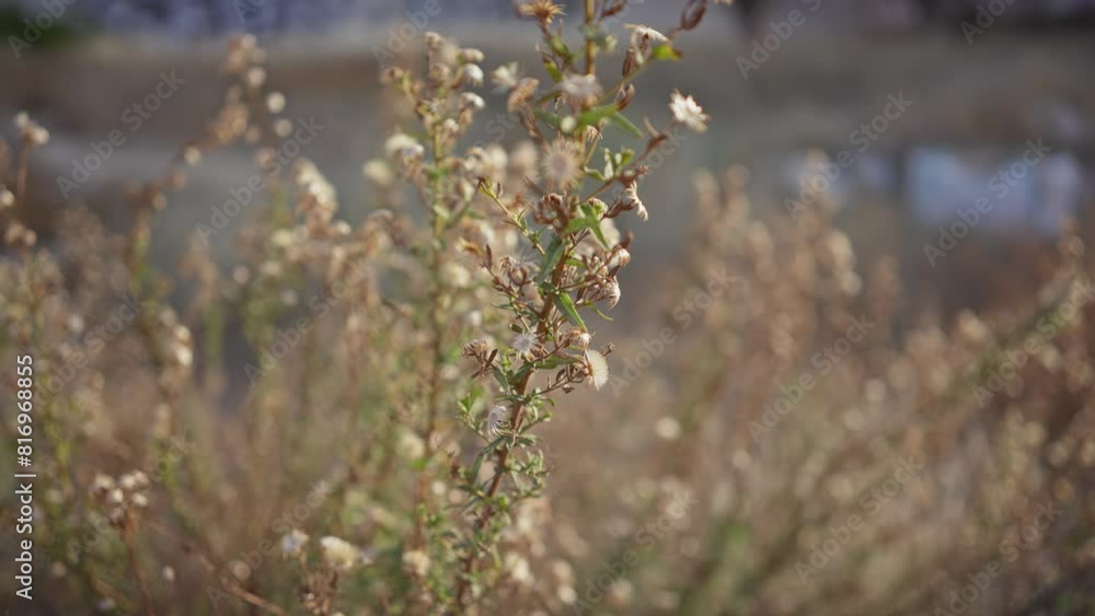Close-up of a dried plant with seed pods in murcia, spain, representing nature's life cycle. Close-up of a dried plant with seed pods in murcia, spain, representing nature's life cycle.