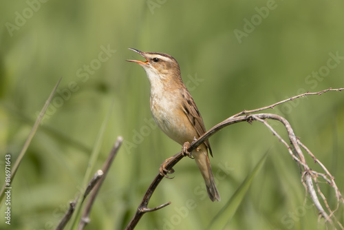 Sedge warbler - Acrocephalus schoenobaenus perched, singing at green background. Photo from Warta Mouth National Park in Poland. © PIOTR