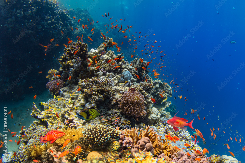 Fototapeta premium Underwater Tropical Corals Reef with colorful sea fish. Marine life sea world. Tropical colourful underwater seascape.