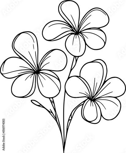 Plumeria flower vector illustration