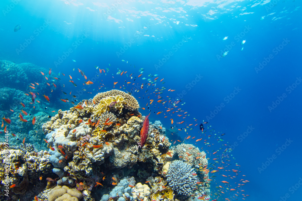 Obraz premium Underwater Tropical Corals Reef with colorful sea fish. Marine life sea world. Tropical colourful underwater seascape.