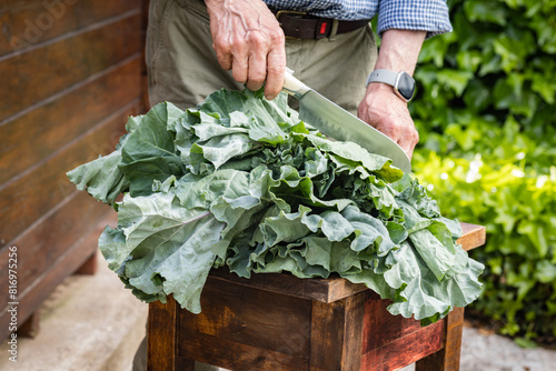Man cutting freshly harvested collard greens or kale from the garden