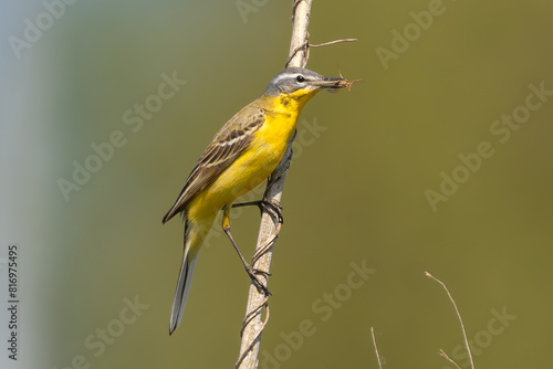 western yellow wagtail - Motacilla flava perched with insect inbeak at green background. Photo from Warta Mouth National Park in Poland. photo