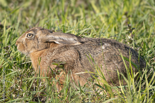 European hare, Brown hare - Lepus europaeus in green grass. Photo from Warta Mouth National Park in Poland. photo