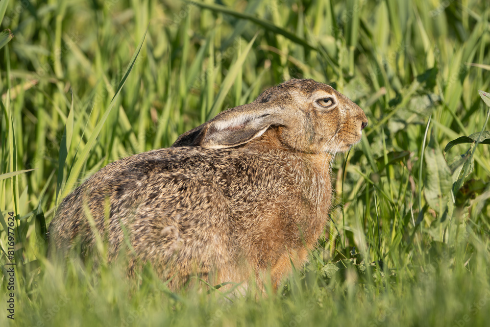 Fototapeta premium European hare, brown hare - Lepus europaeus in green grass. Photo from Warta Mouth National Park in Poland.
