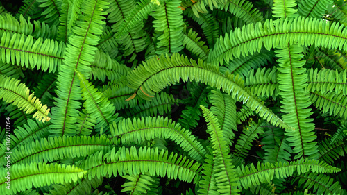 Abstract background of fresh ferns in garden. Beautiful ferns leaves green foliage natural floral fern background in sunlight. Pteridophyte or dryopteris fern. Common polypody (polypodium vulgare). photo