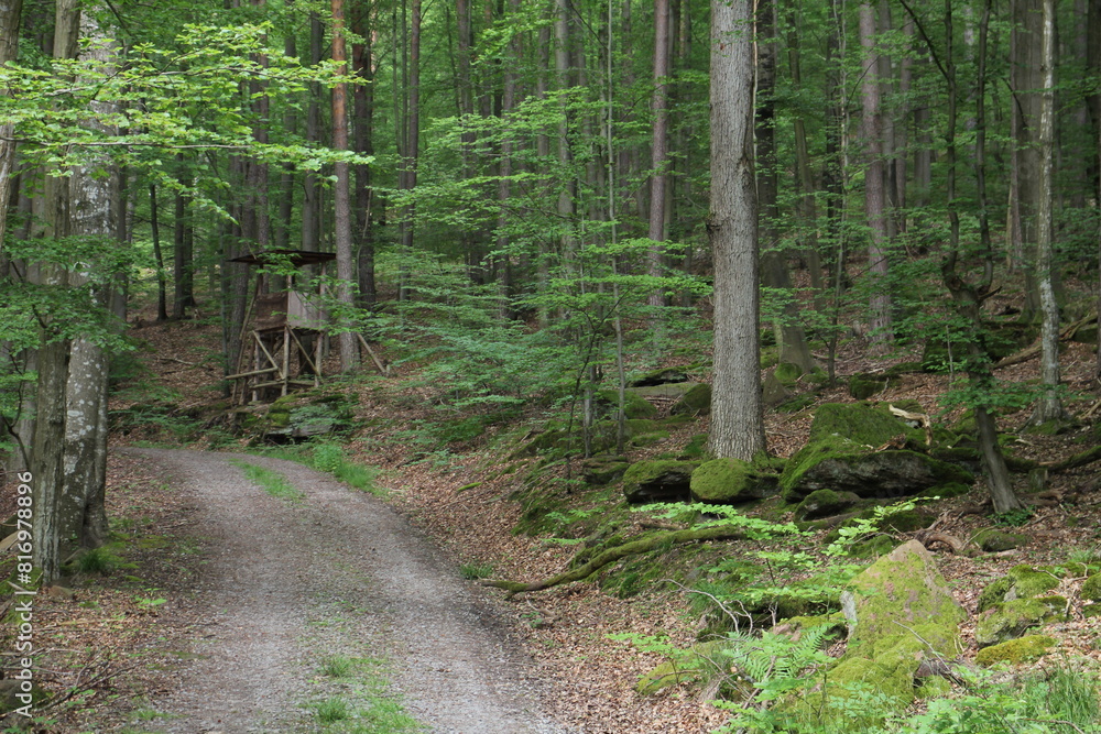 Wald Wald