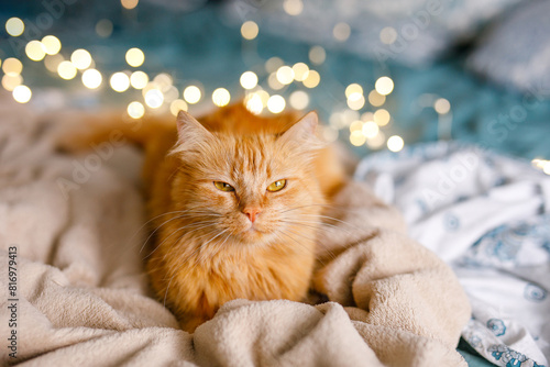 Ginger cute fluffy cat lies on the bed with a birch-colored sheet and a soft, cozy blanket with New Year garland on the background