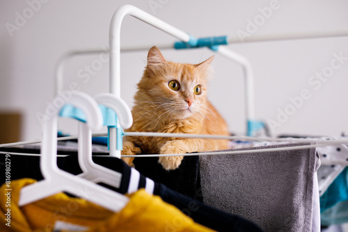 A red furry cat lies on a clothes dryer with clean clothes. Kitten playing, hunting, staring intently