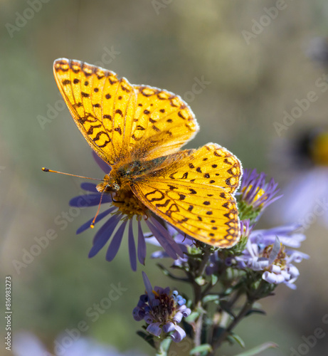 Canvas Print Speyeria mormonia, commonly known as the Mormon fritillary, is a North American butterfly belonging to the family Nymphalidae