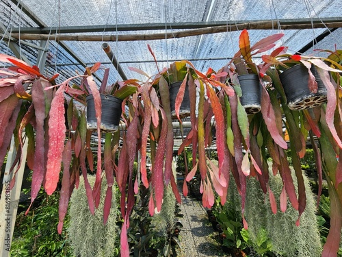 Pseudorhipsalis ramulosa is a succulent plant. A group of cacti with small, spherical stems and many branches. Leaves turn red when exposed to strong sunlight. Popularly grown as an ornamental plant.