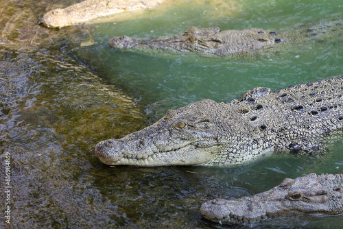 The salt crocodile swimming on the river near canal