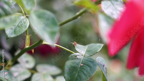 bee flying over fresh flower in slow motion
